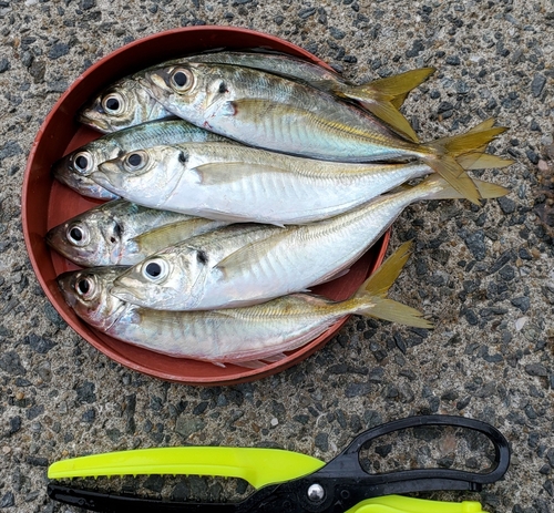 アジの釣果