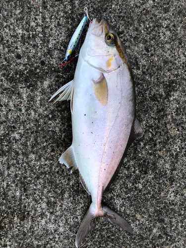 ショゴの釣果