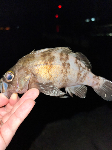 メバルの釣果