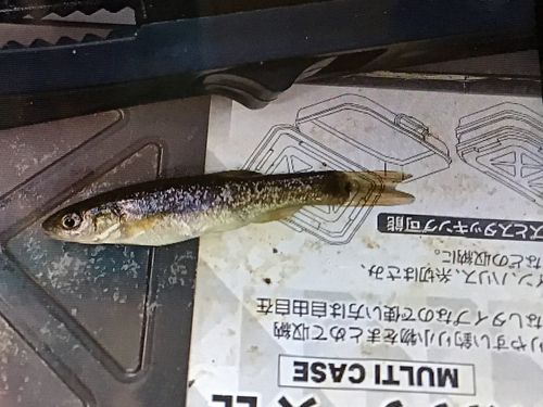 タカハヤの釣果