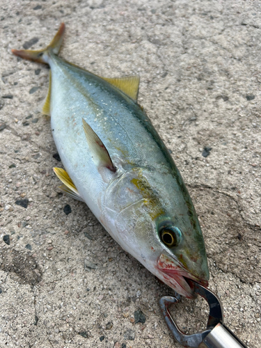 ツバスの釣果