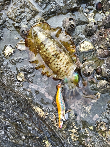 アオリイカの釣果