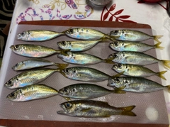 アジの釣果