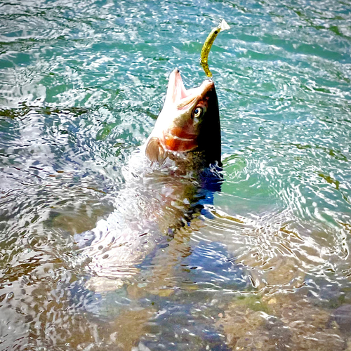 ニジマスの釣果