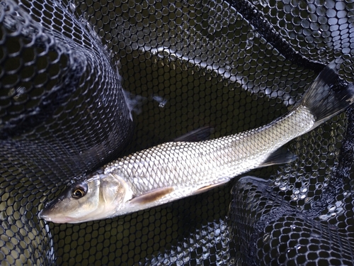 ニゴイの釣果