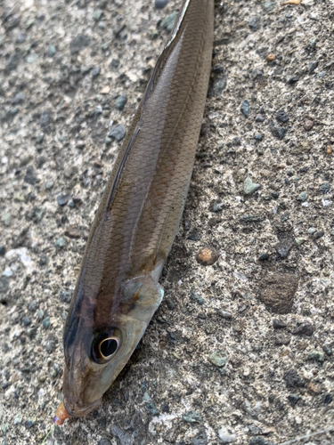 シロギスの釣果