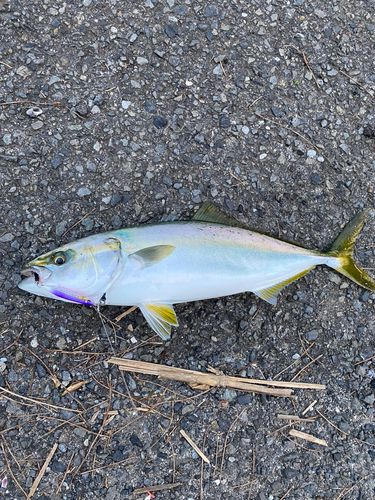 イナダの釣果