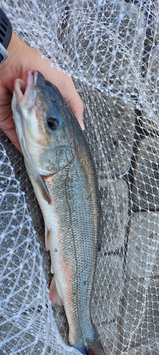 マルタウグイの釣果