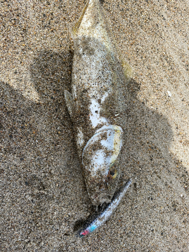 ワカシの釣果