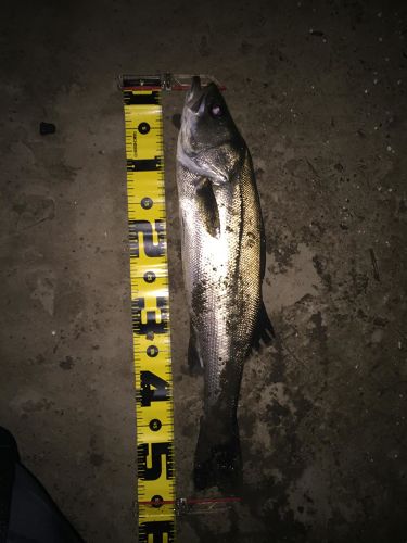 シーバスの釣果