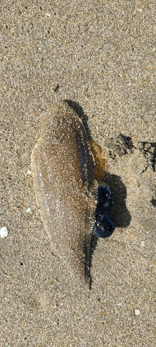 シタビラメの釣果