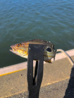 クロホシフエダイの釣果