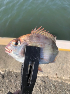 チャリコの釣果