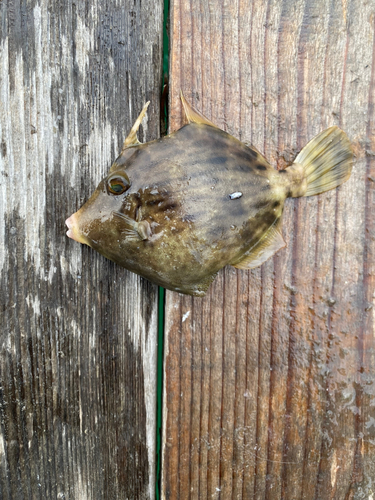 カワハギの釣果