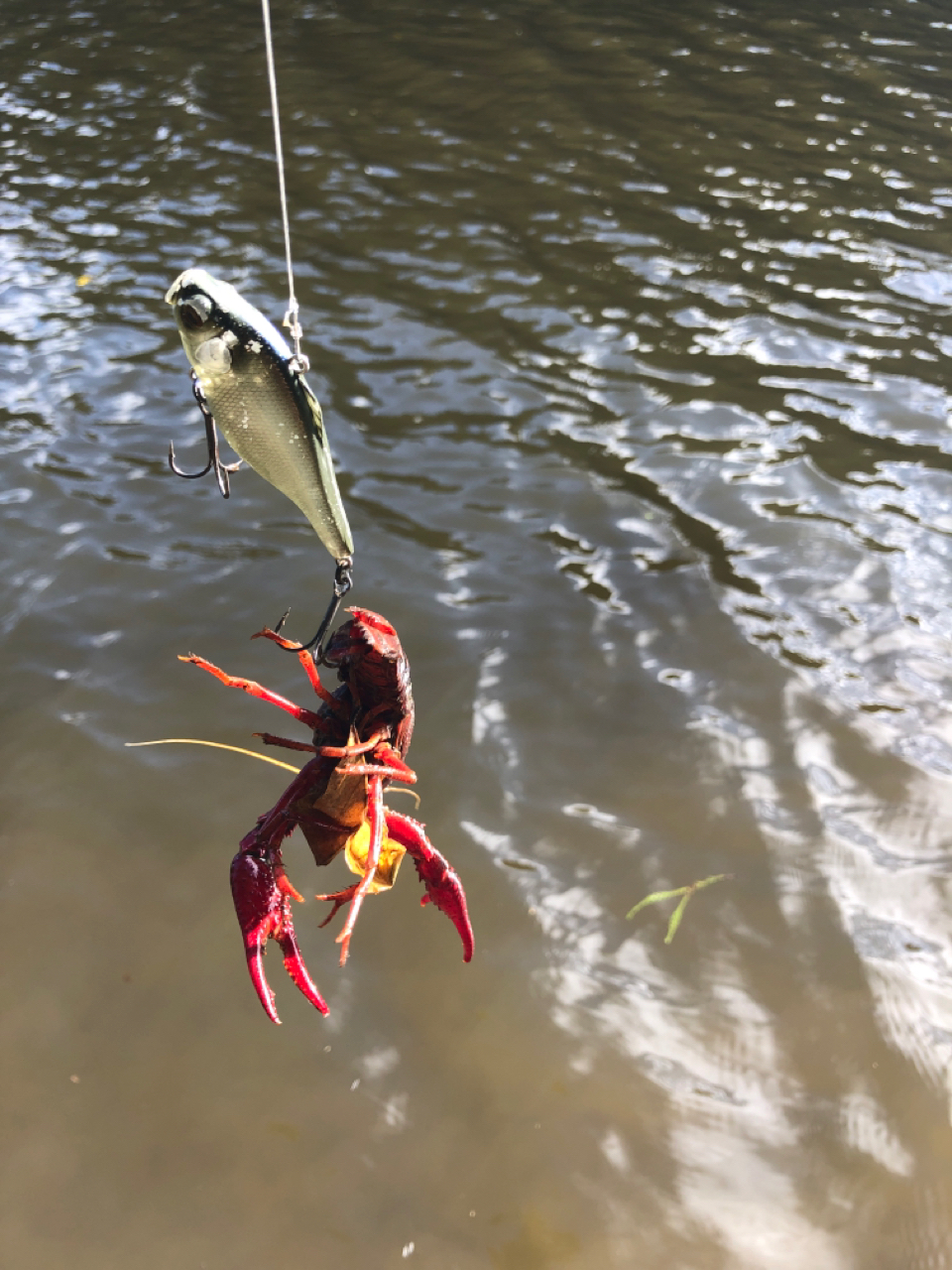 アメリカザリガニ