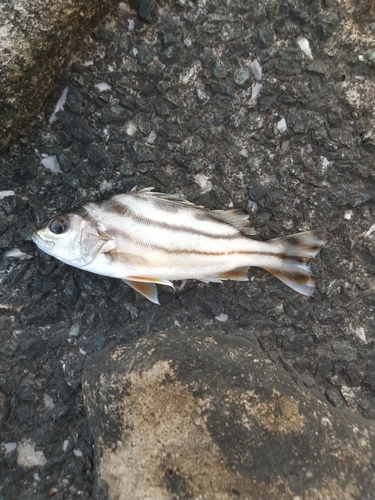 コトヒキの釣果