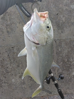 オニヒラアジの釣果