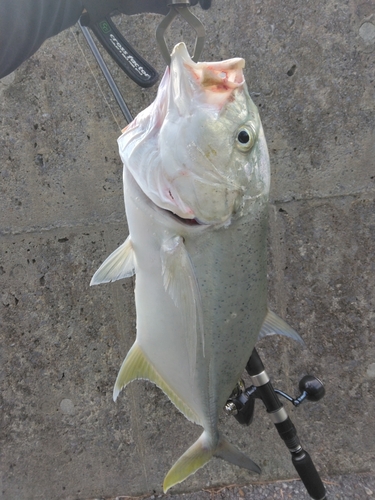 オニヒラアジの釣果