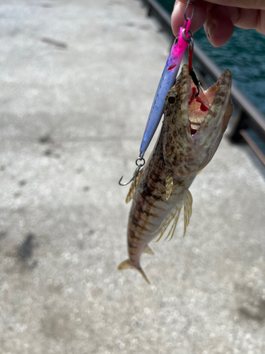 エソの釣果