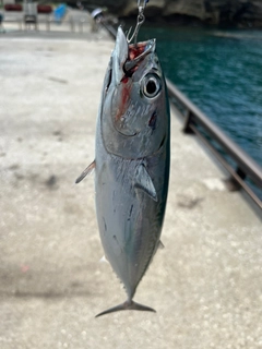 ソウダガツオの釣果