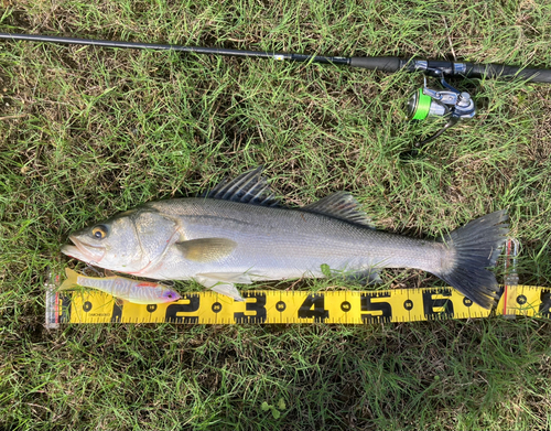 シーバスの釣果