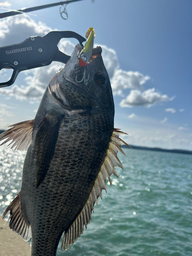 クロダイの釣果