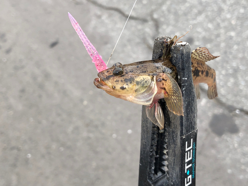 ウロハゼの釣果