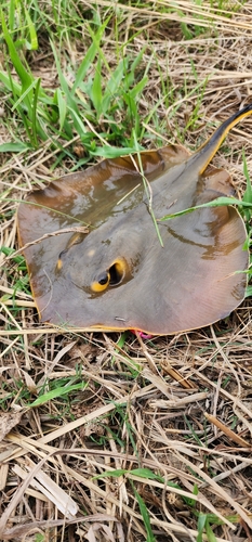 エイの釣果