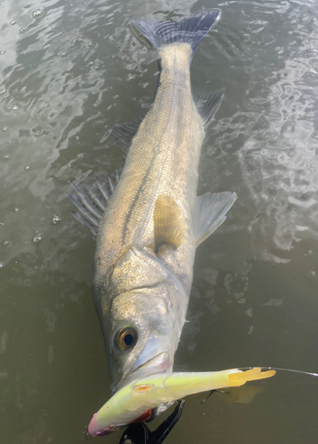 シーバスの釣果