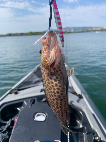 オオモンハタの釣果