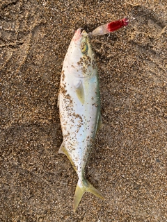 イナダの釣果