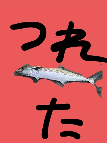 サゴシの釣果