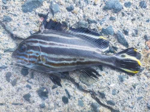 コロダイの釣果