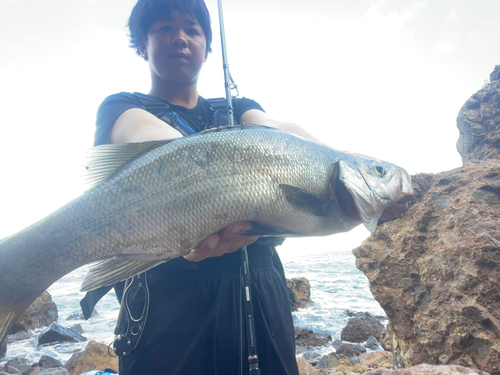 ヒラスズキの釣果