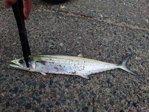 タチウオの釣果