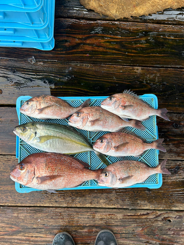 シマダイの釣果