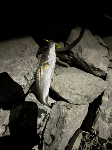 セイゴ（マルスズキ）の釣果