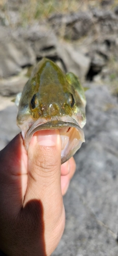 ラージマウスバスの釣果