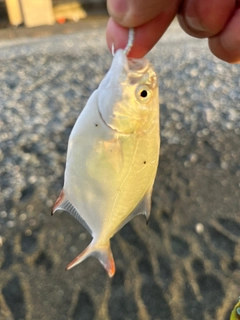 コバンアジの釣果