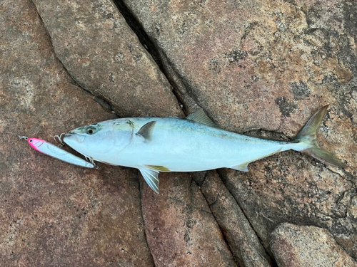 ブリの釣果