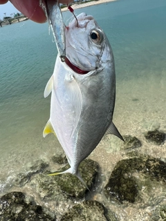 ガーラの釣果