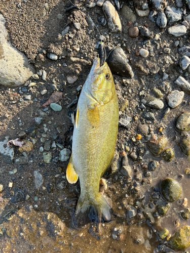 スモールマウスバスの釣果