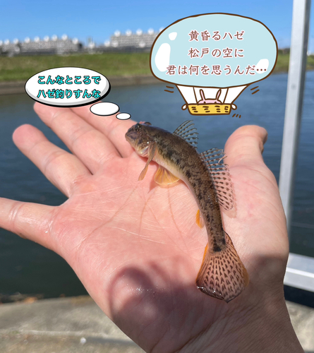 マハゼの釣果