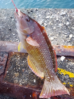 アカササノハベラの釣果