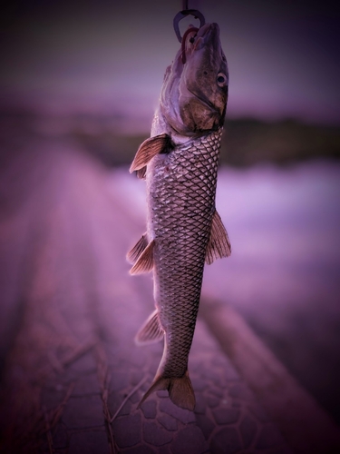 ニゴイの釣果