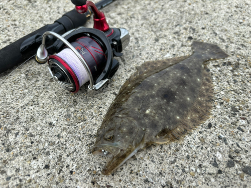 ヒラメの釣果