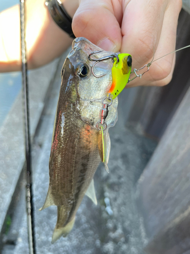 ラージマウスバスの釣果