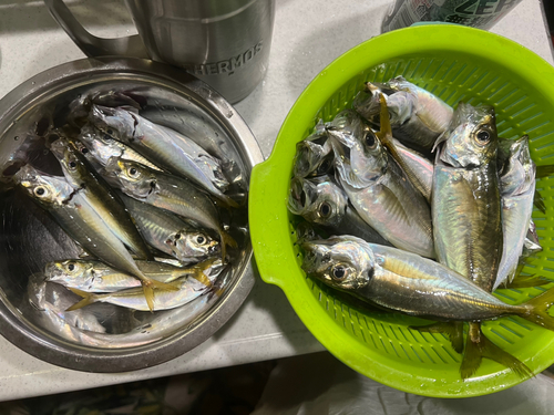 アジの釣果