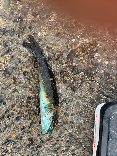 ネンブツダイの釣果