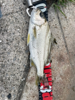 コトヒキの釣果